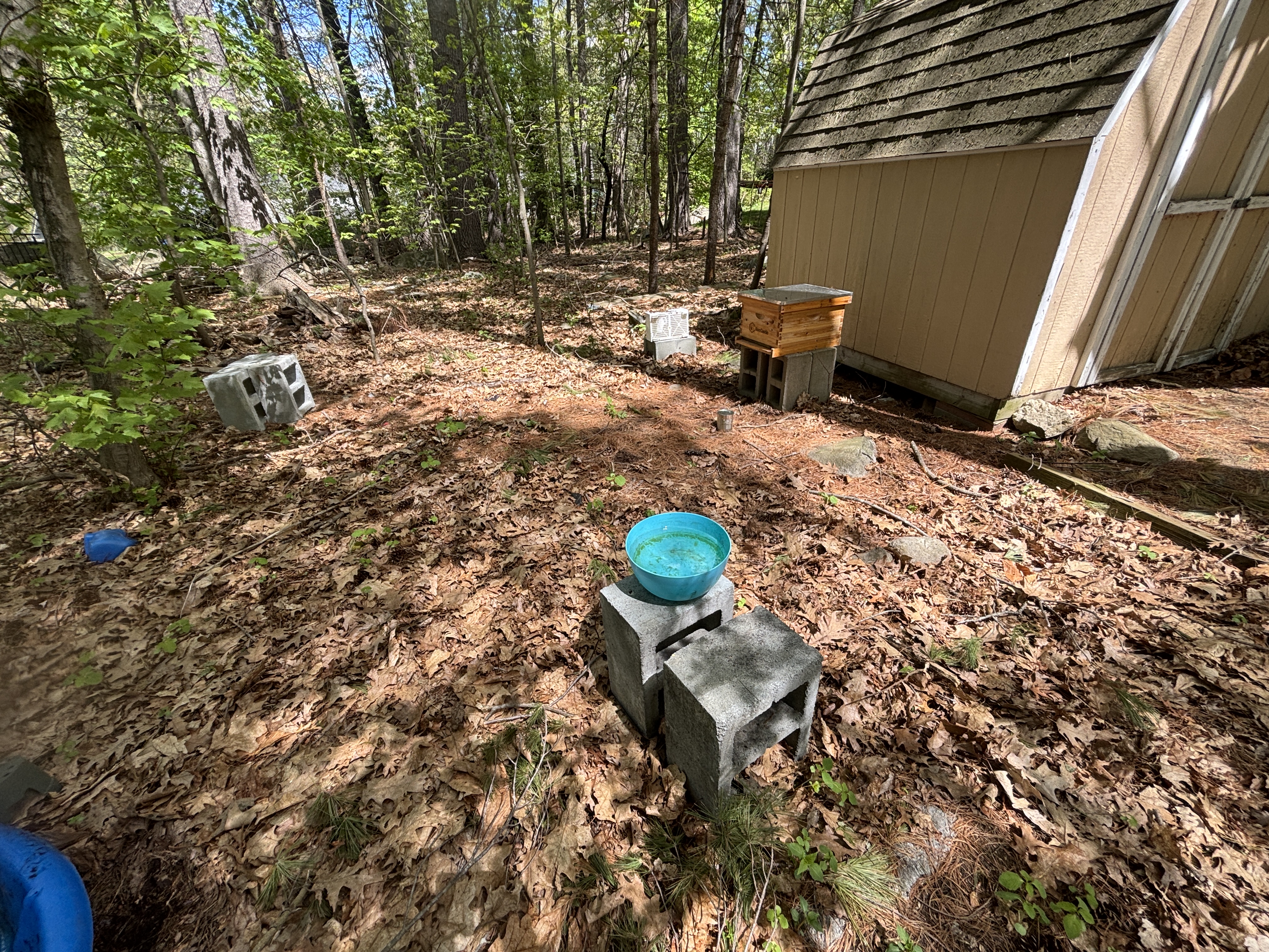 The Gold's Honey apiary — BeeCastle hive on cinder blocks next to the shed, water bowl in the foreground