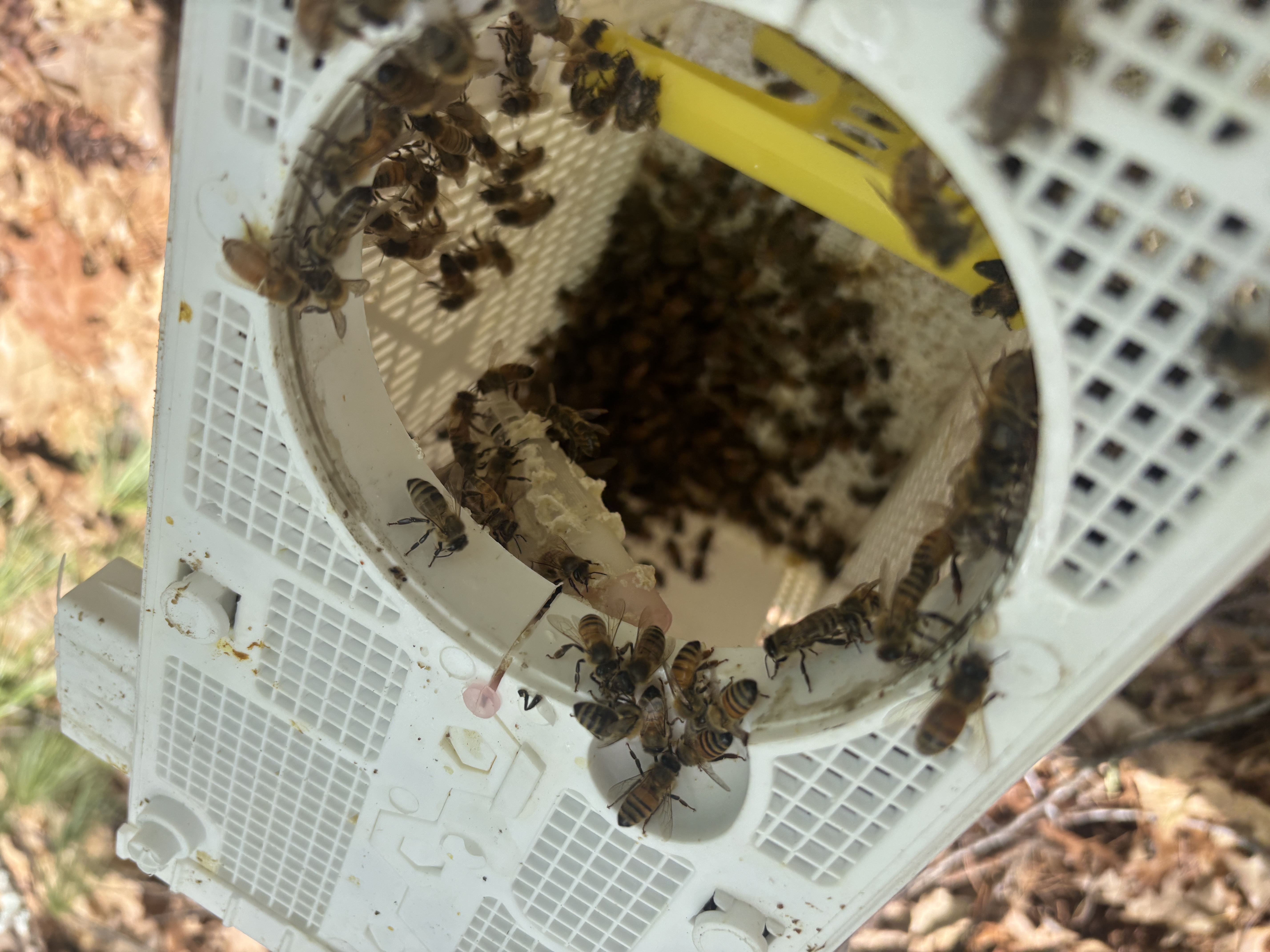 Inside the OHB package — bees clustered around the opening, syrup can removed