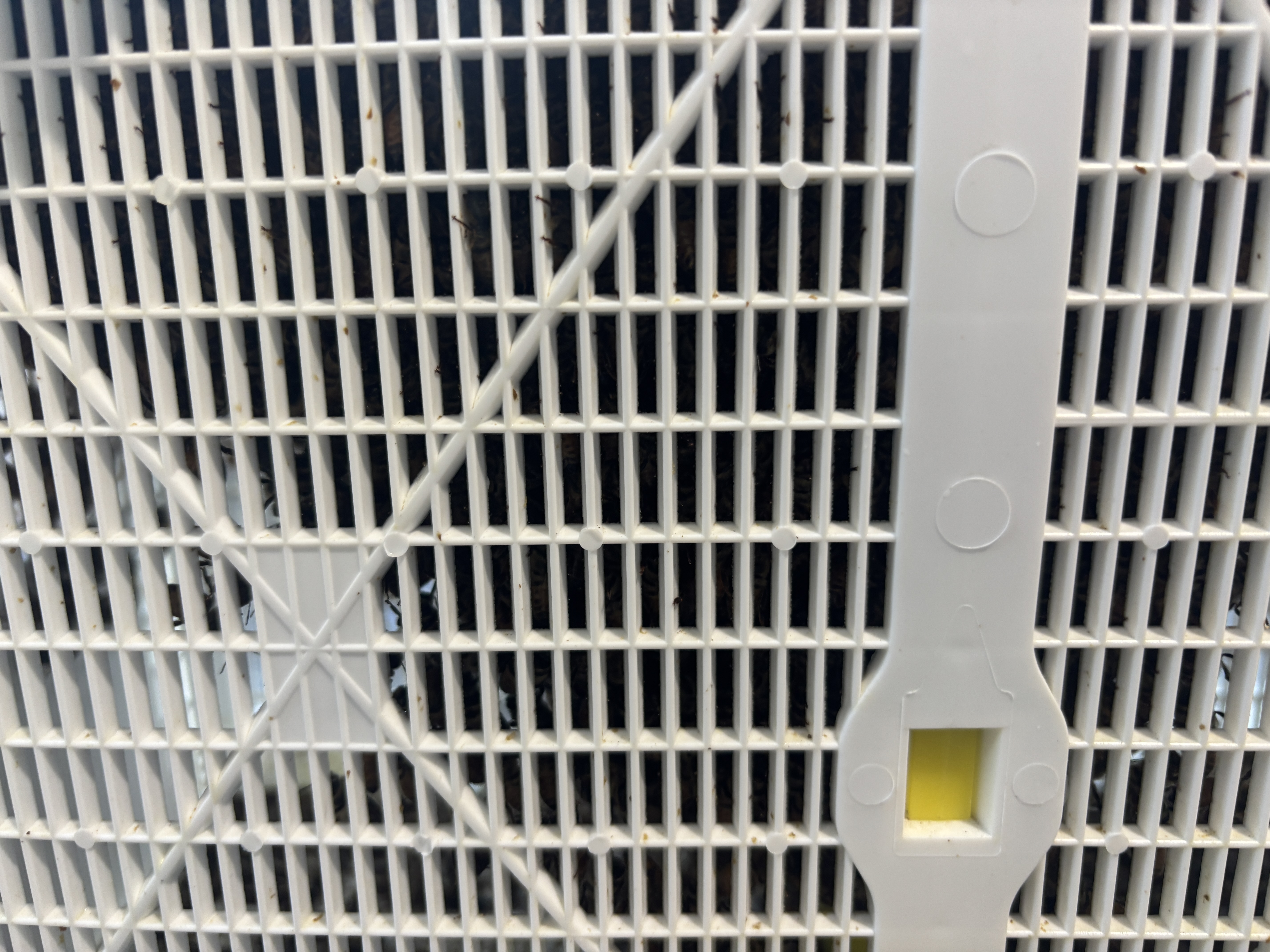 Package screen showing bees and the queen cage mount